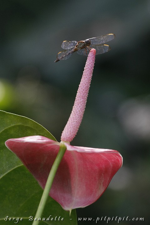 2009-01-12 15-19-35__MG_2960.JPG
